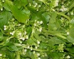 出荷された花わさびです