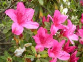 つつじの花です