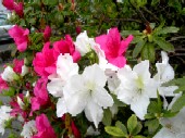 t駐車場のつつじの花です