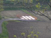 苗の準備