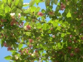 卯の花