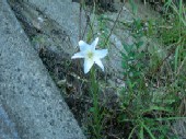 ゆりの花