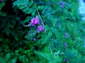 萩の花