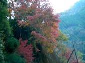 紅葉