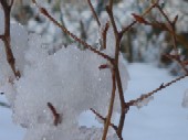 樹氷