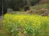 菜の花満開