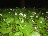 花わさび満開