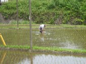 田植え作業